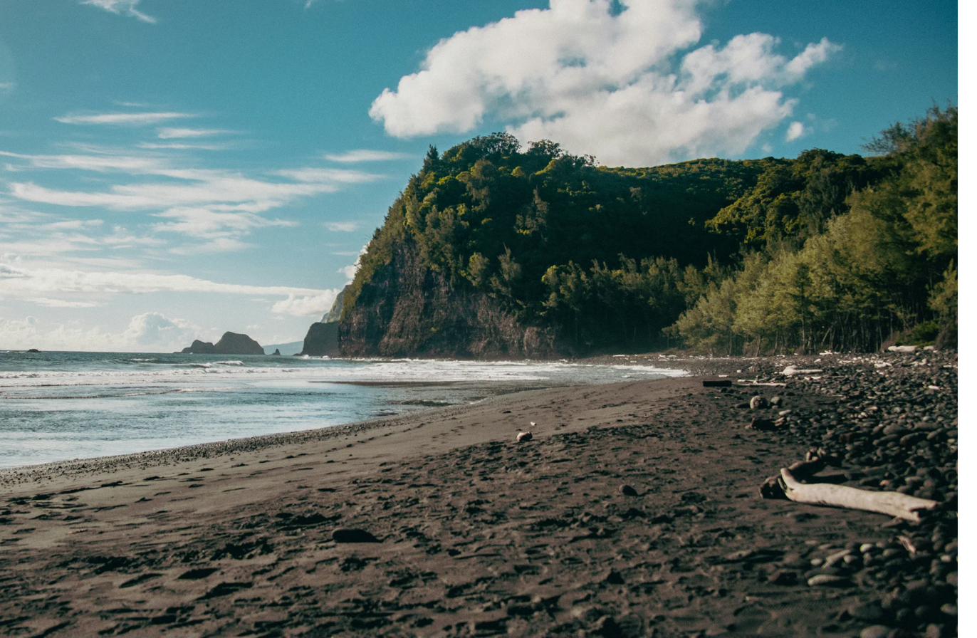 Punalu'u Black Sand Beach with palm trees